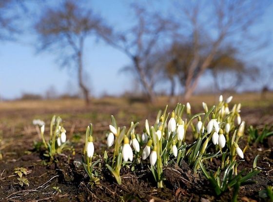 The First Snowdrops