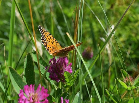 Butterflies Dancing in the Meadows