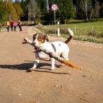 Ērgļu pilota noslēpums